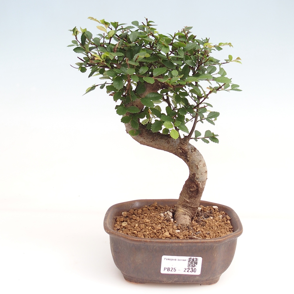 Pokojová bonsai-Malolistý jilm 