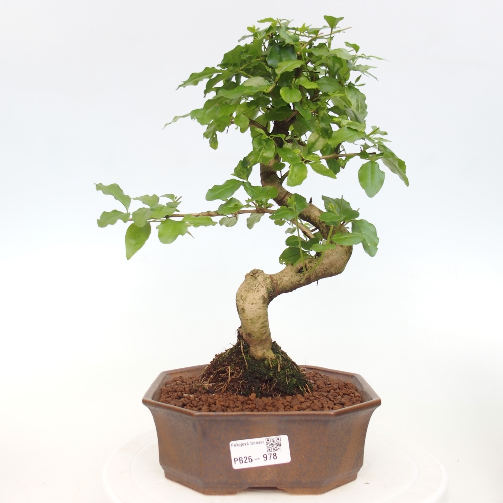Pokojová bonsai -Ligustrum chinensis - Ptačí zob