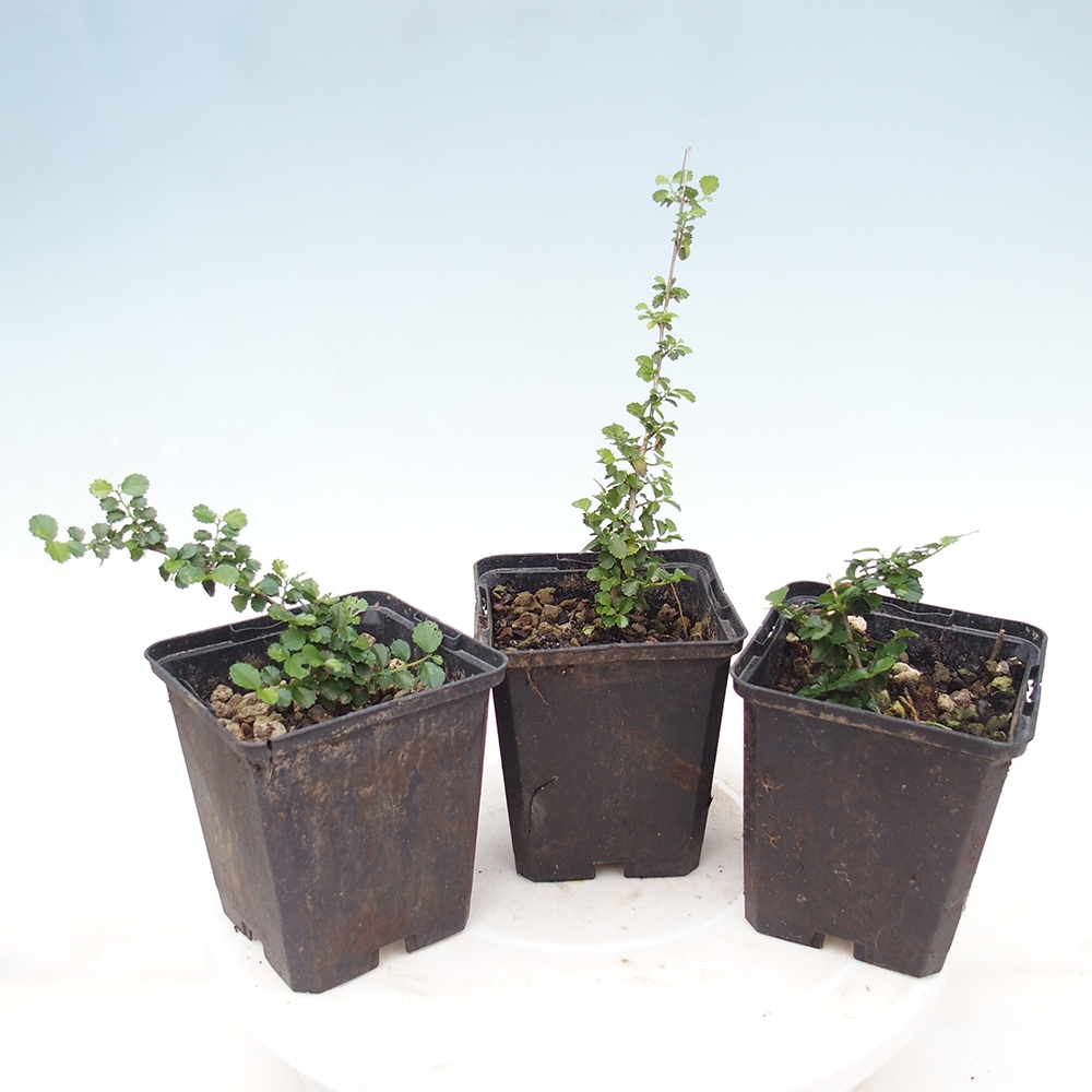 Pokojová bonsai - Grewia sp. - Grewie malolistá v kontejneru
