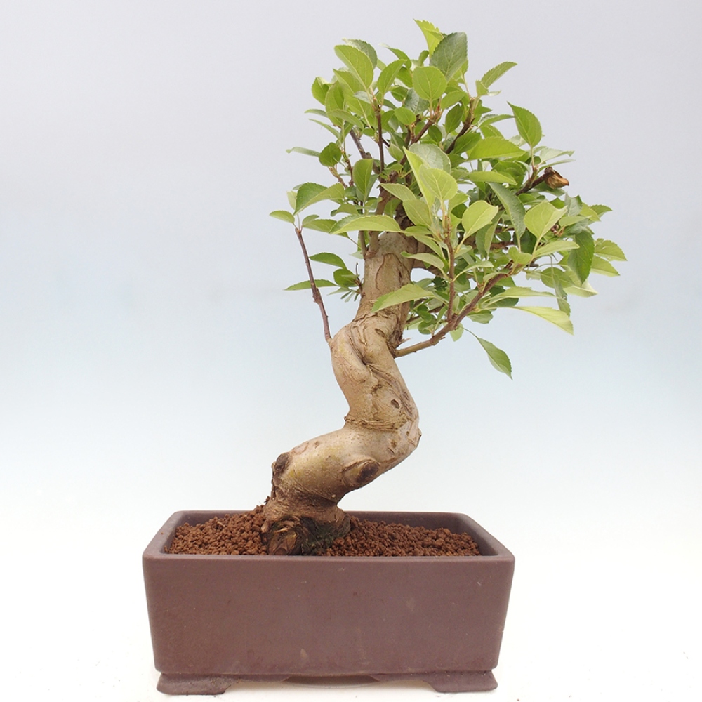 Venkovní bonsai -Malus halliana - Maloplodá jabloň