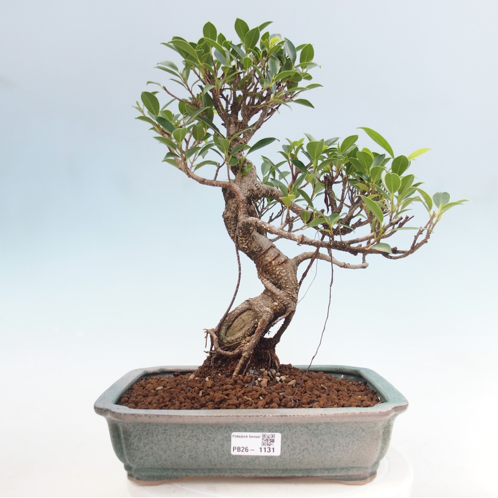 Pokojová bonsai - Ficus kimmen -  malolistý fíkus