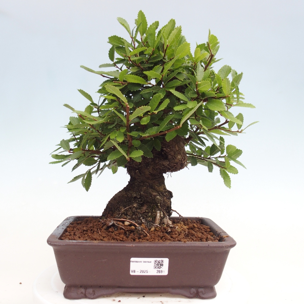 Venkovní bonsai - Zelkova - Zelkova NIRE