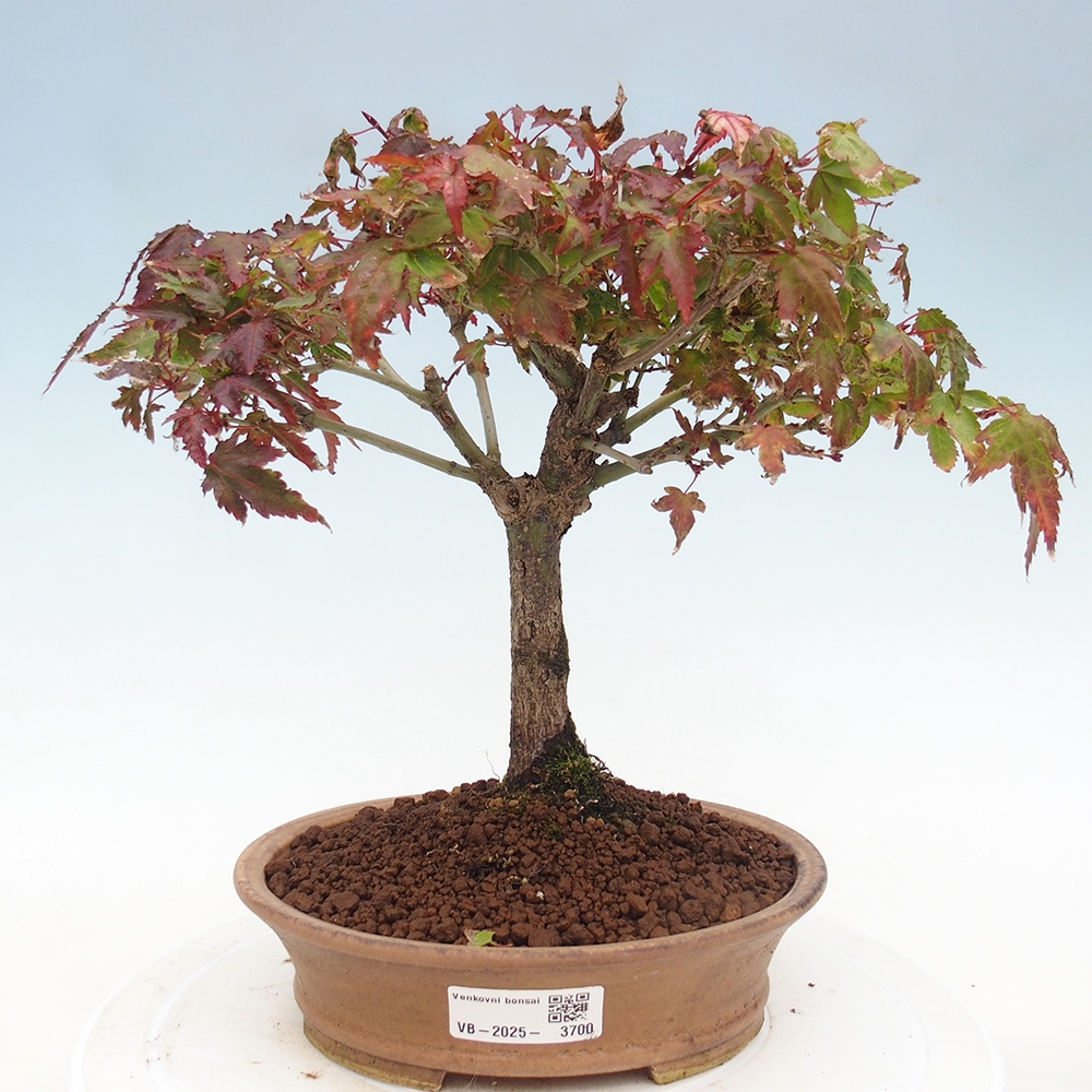 Acer palmatum KIOHIME - Javor dlanitolistý