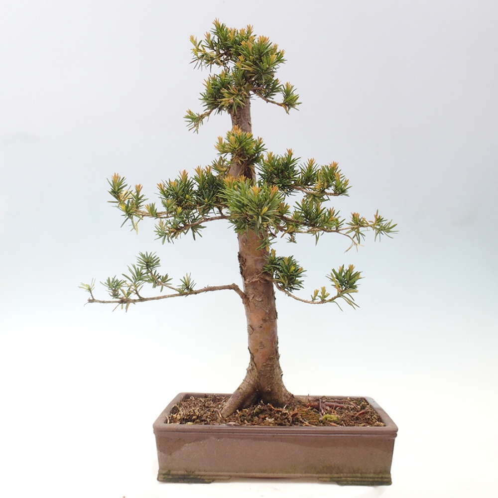 Venkovní bonsai - Taxus cuspidata  - Tis japonský