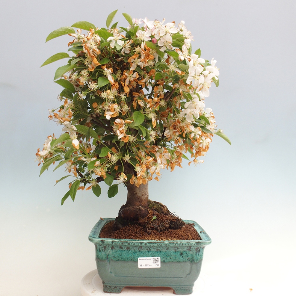 Venkovní bonsai -Malus halliana - Maloplodá jabloň