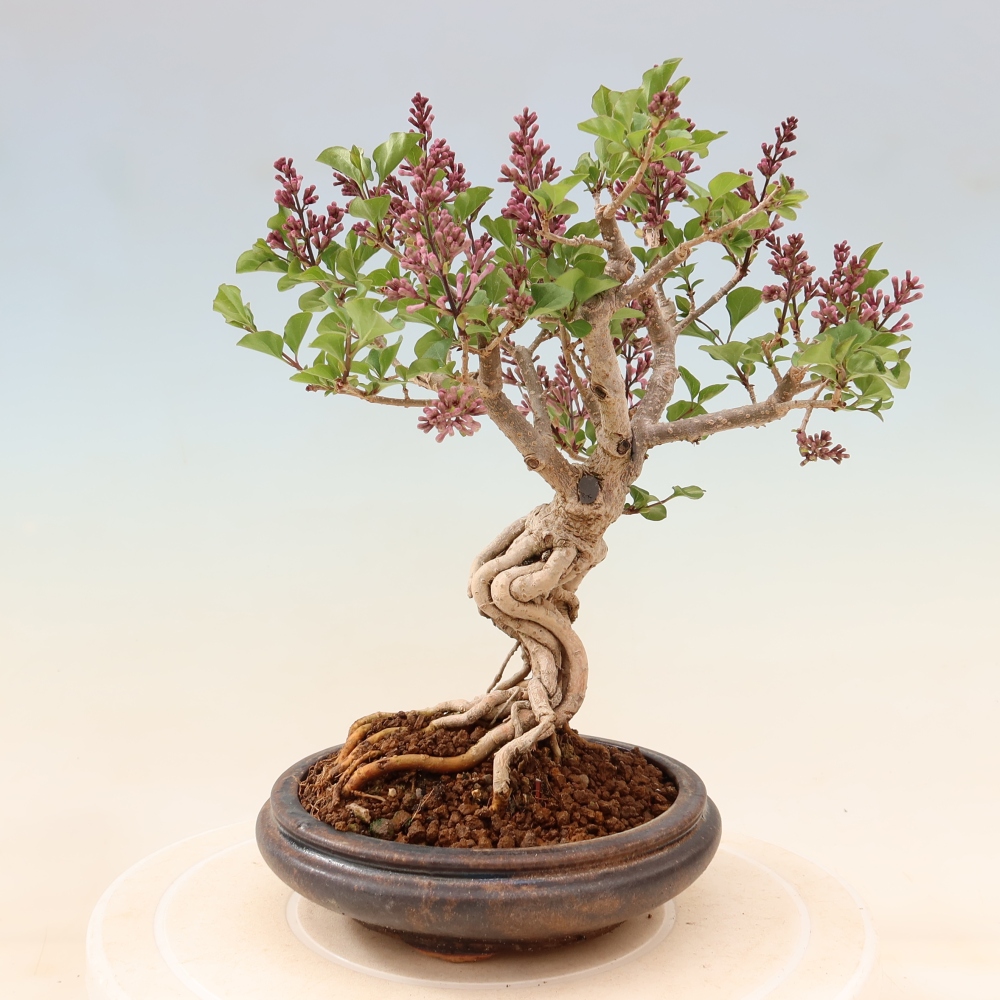 Venkovní  bonsai -  Syringa microphylla - malokvětý šeřík