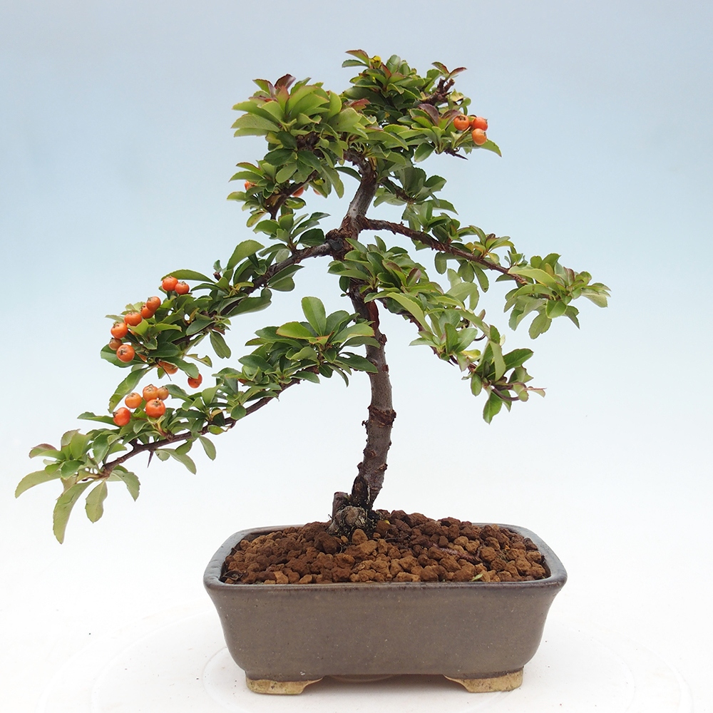 Venkovní bonsai-Pyracanta Teton -Hlohyně