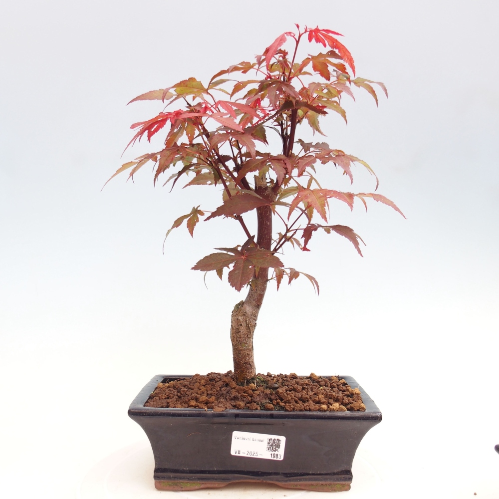 Venkovní bonsai - Acer palm. Atropurpureum-Javor dlanitolistý