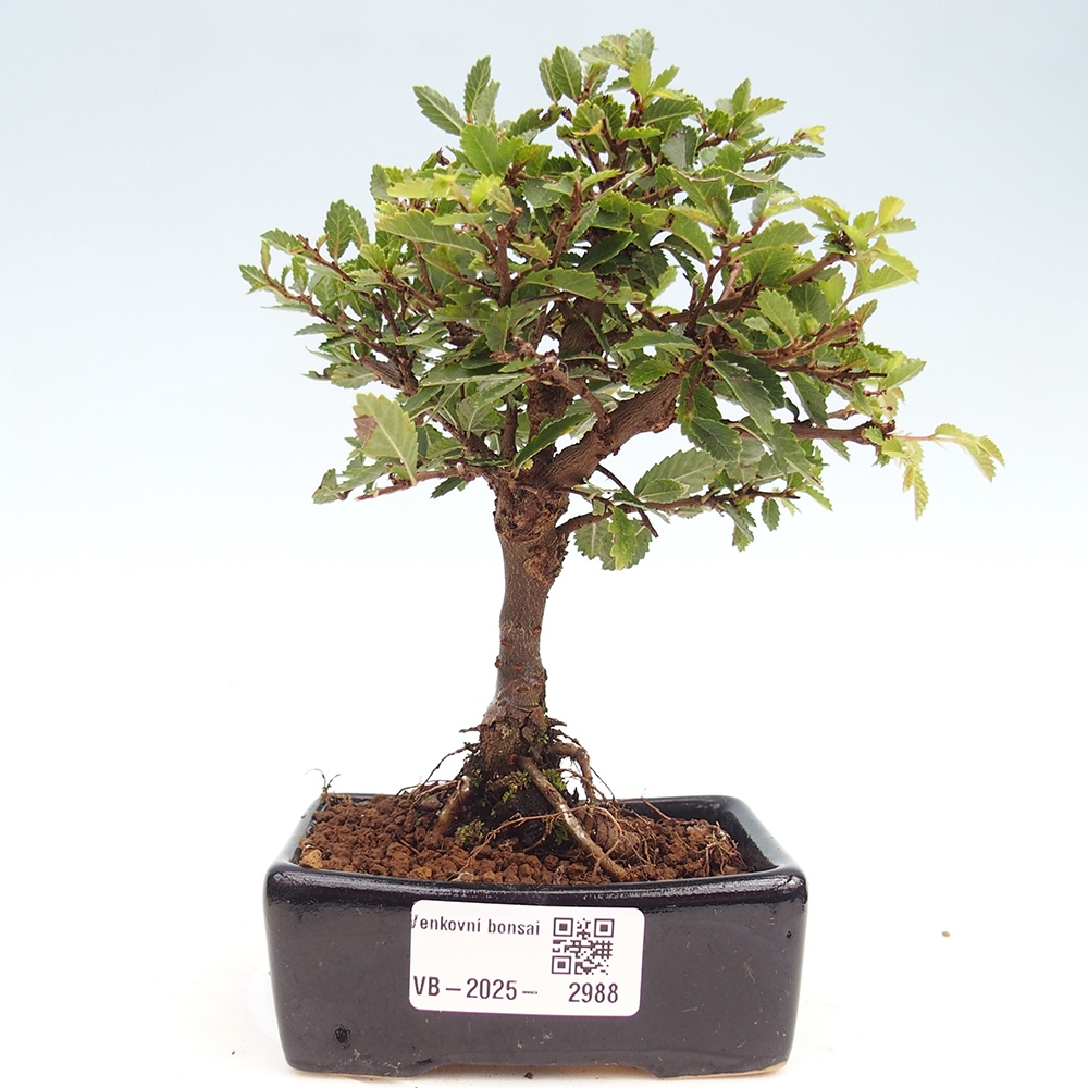 Venkovní bonsai - Ulmus parvifolia Sagei - Malolistý jilm