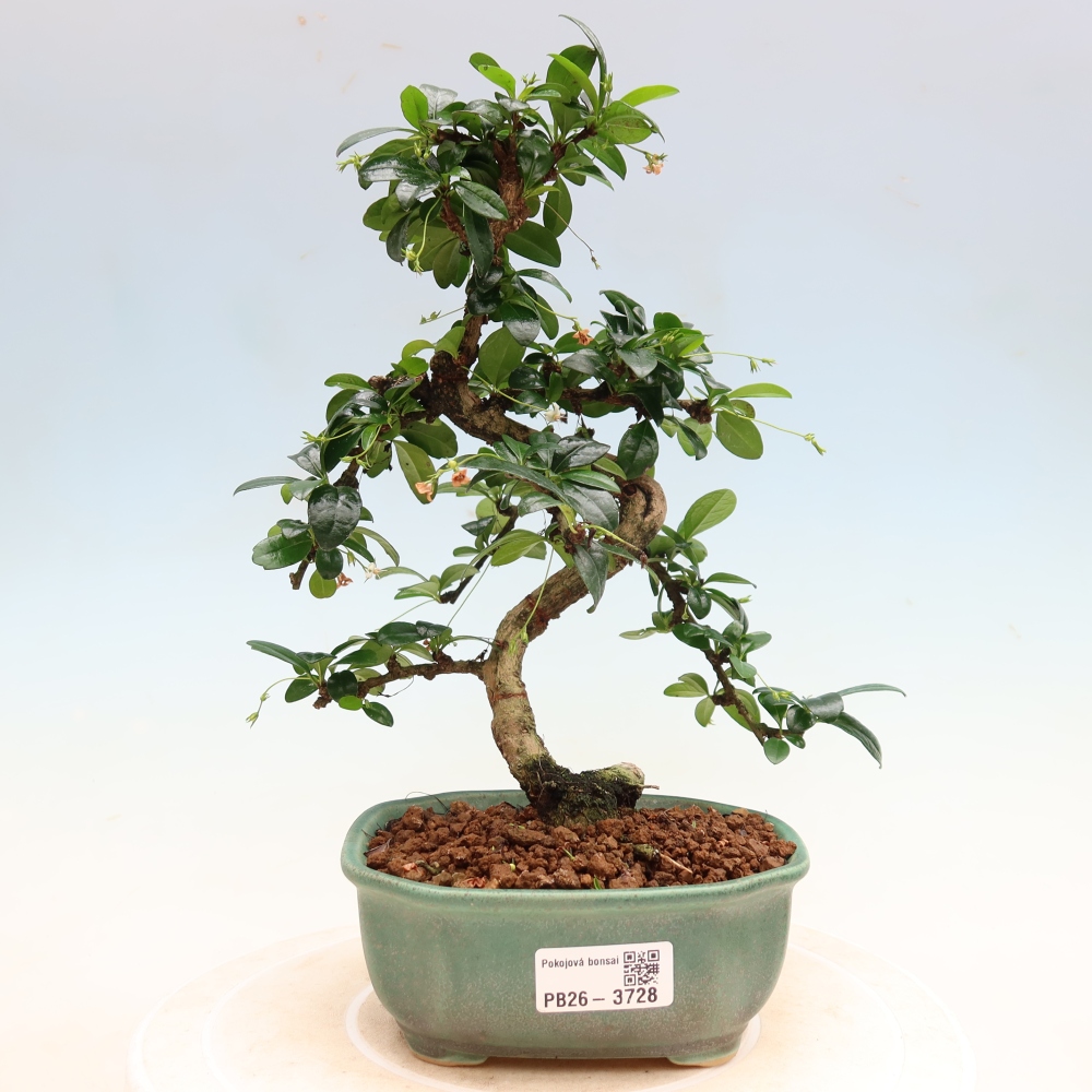 Pokojová bonsai - Carmona macrophylla - Čaj fuki