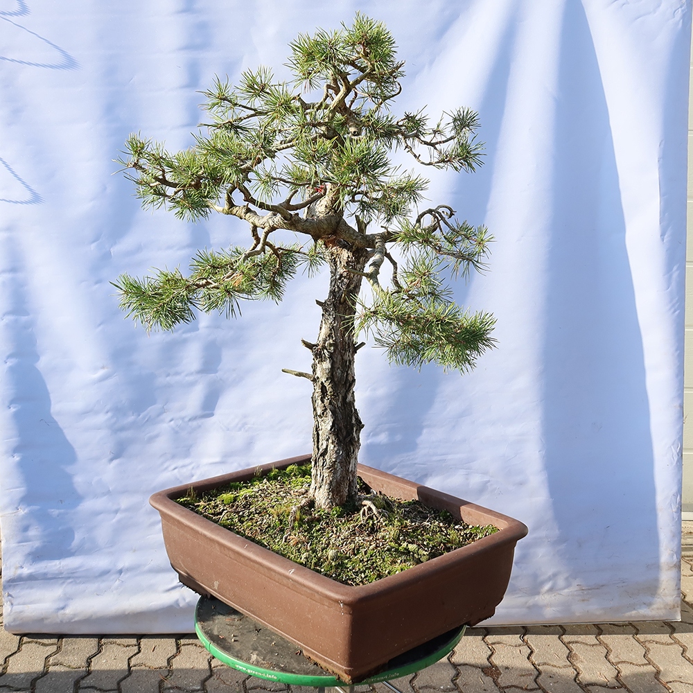 Pinus sylvestris Španělsko - borovice lesní