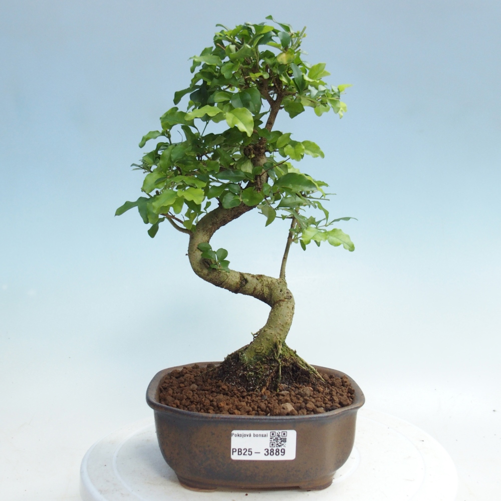 Pokojová bonsai -Ligustrum chinensis - Ptačí zob