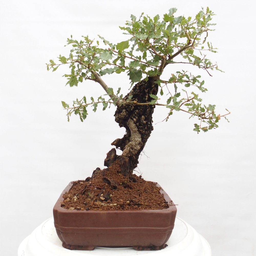 Yamadori - Quercus Ilex -Dub cesmínovitý