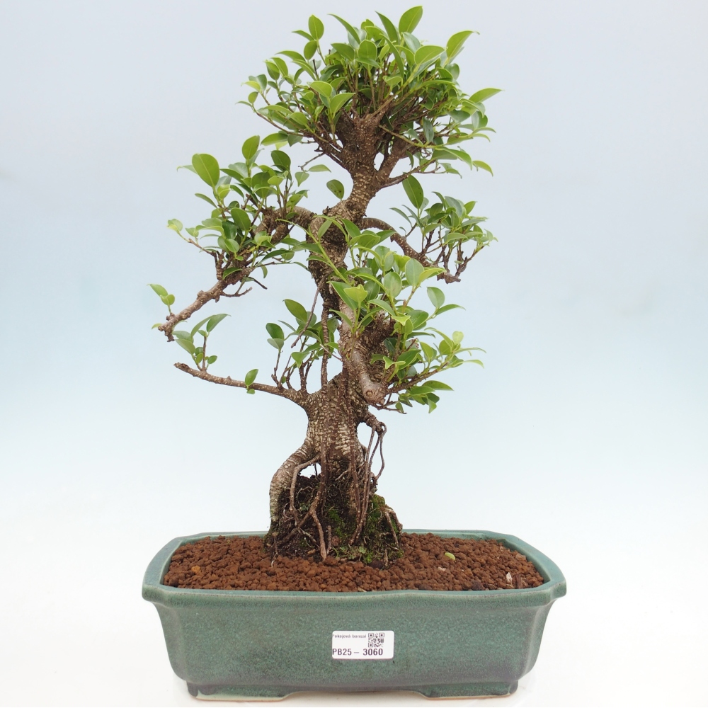 Pokojová bonsai - Ficus kimmen -  malolistý fíkus