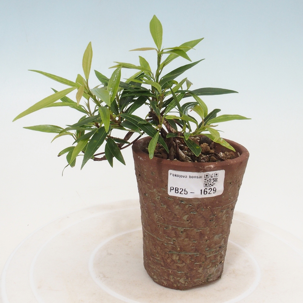 Pokojová bonsai - Ficus nerifolia -  malolistý fíkus