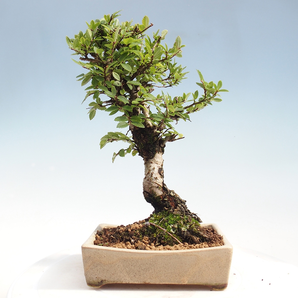 Venkovní bonsai - Zelkova - Zelkova NIRE
