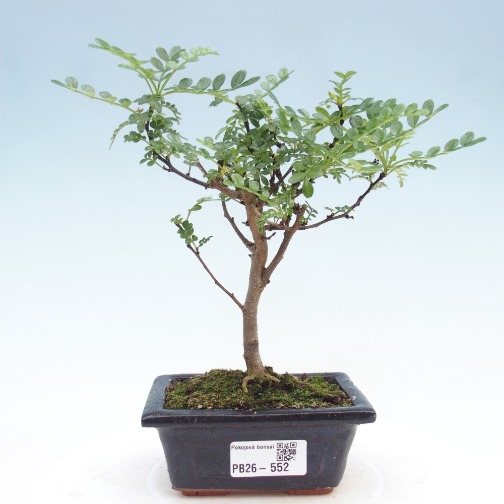 Pokojová bonsai - Zantoxylum piperitum - pepřovník