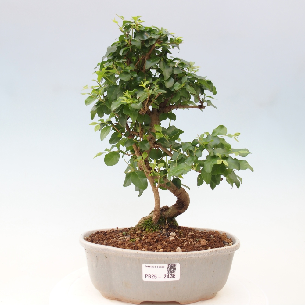 Pokojová bonsai -Ligustrum chinensis - Ptačí zob