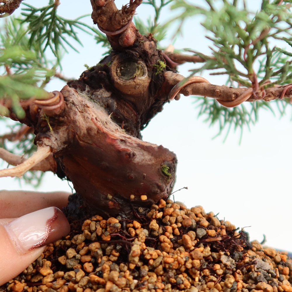 Venkovní bonsai - Juniperus chinensis Itoigawa -Jalovec čínský