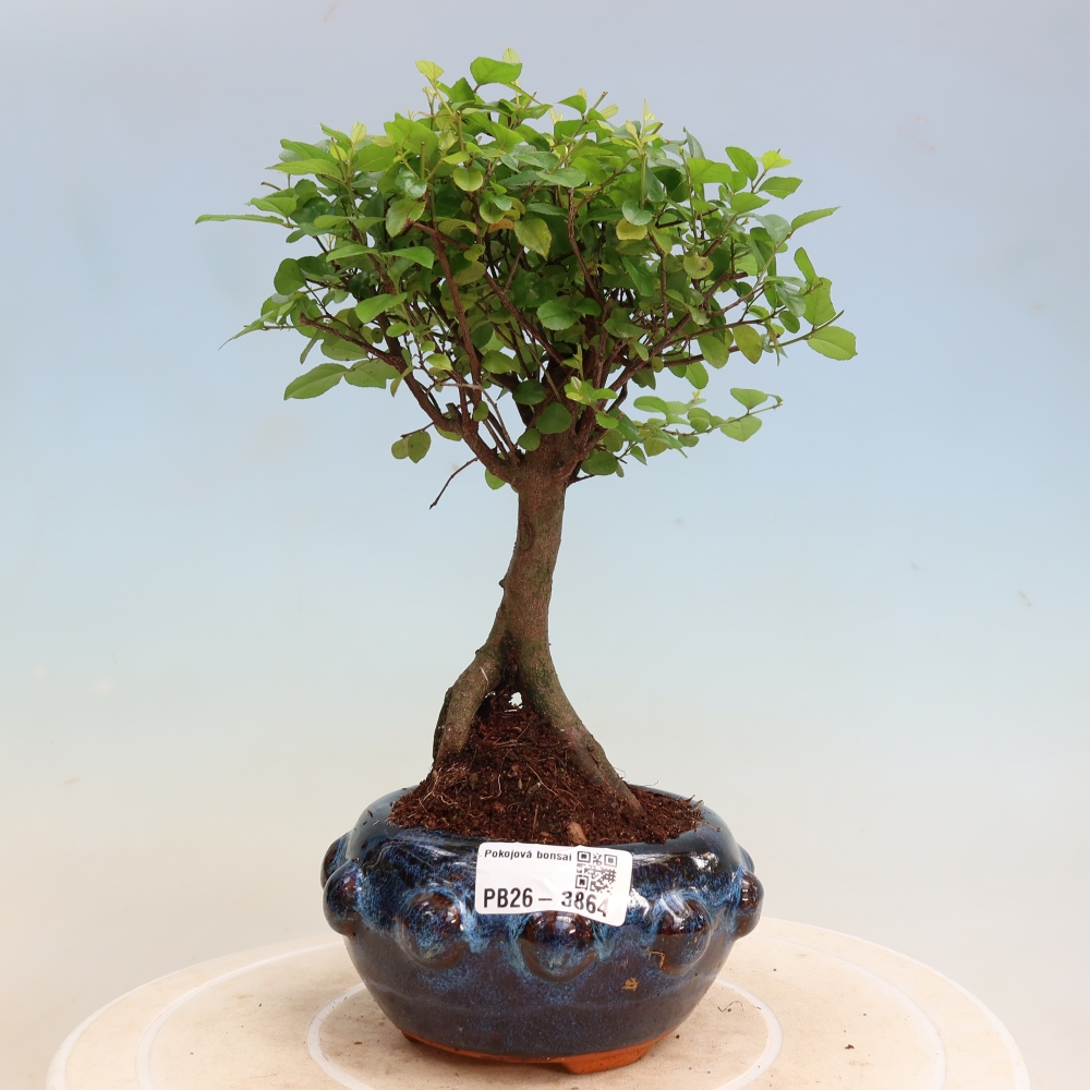 Pokojová bonsai - Sagerécie thea - Sagerécie thea