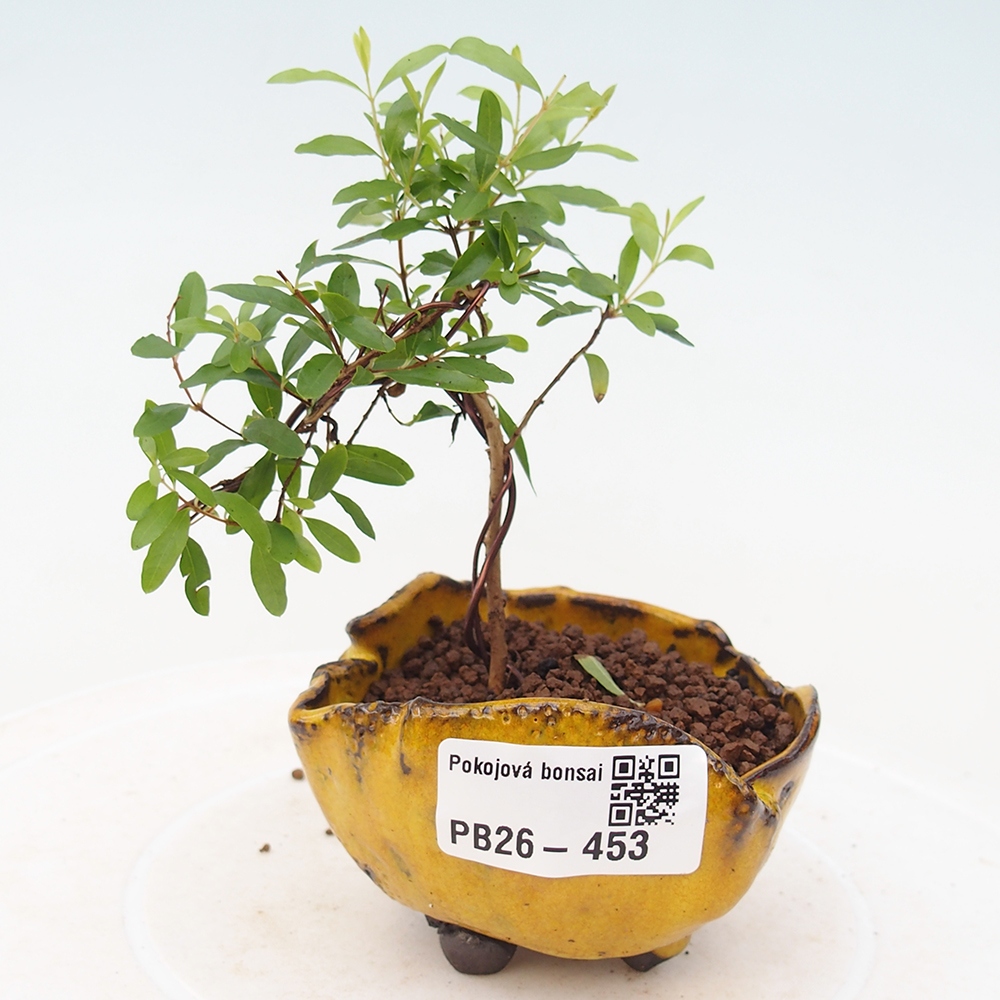 Pokojová bonsai-PUNICA granatum nana-Granátové jablko