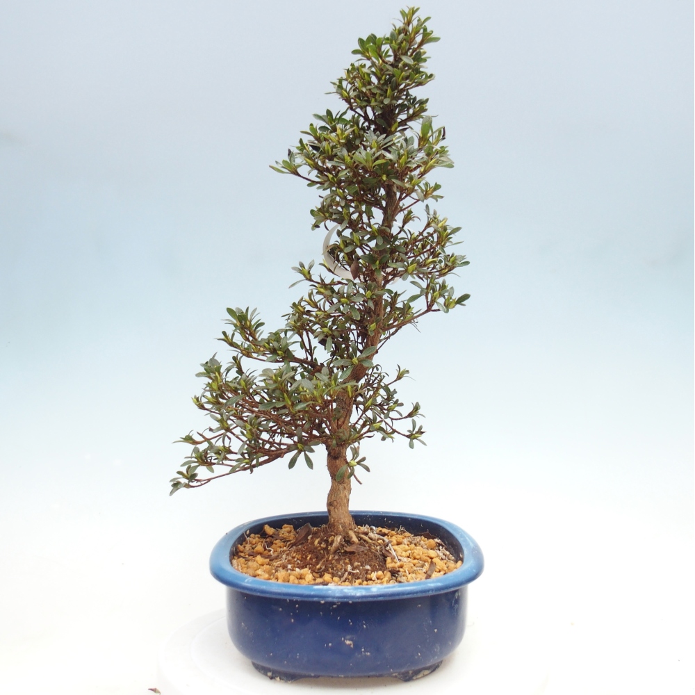 Venkovní bonsai - Japonská azalka - Azalea Nikko