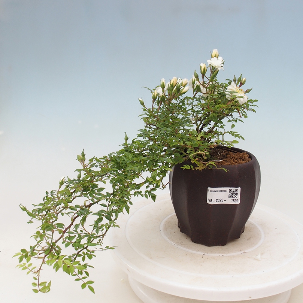 Venkovní bonsai - Rosa Sea Foam -  růže