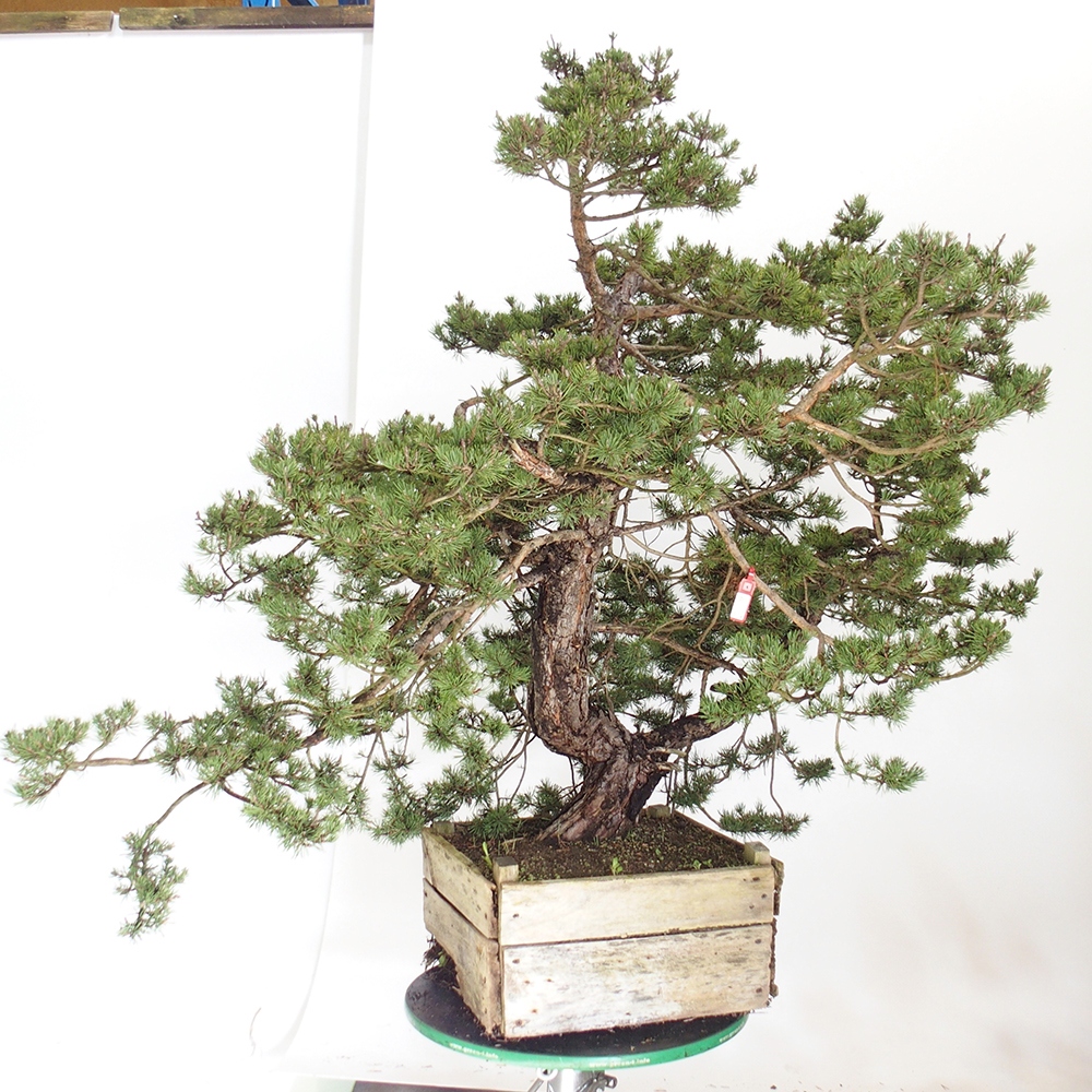 Yamadori - Pinus sylvestris Španělsko