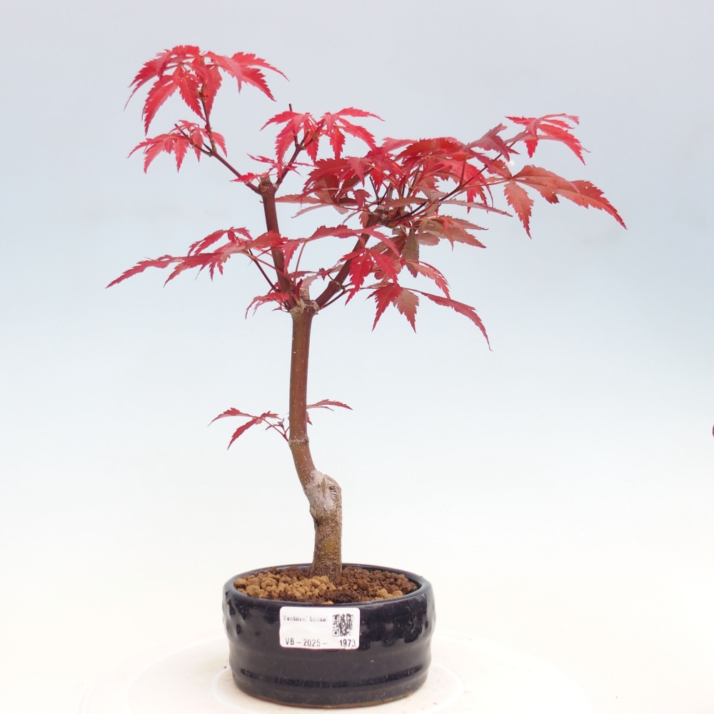 Venkovní bonsai - Acer palm. Atropurpureum-Javor dlanitolistý