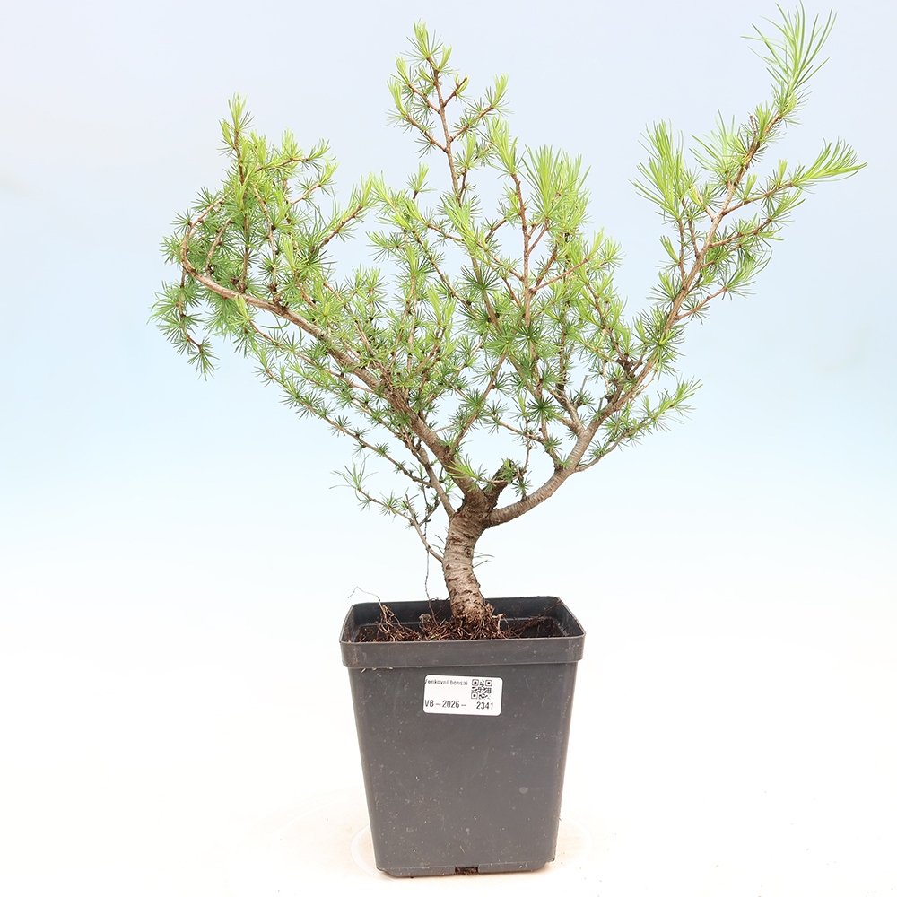 Venkovní bonsai -Larix decidua - Modřín opadavý 