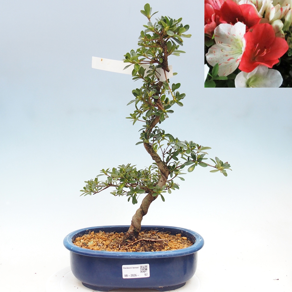 Venkovní bonsai - Japonská azalka - Azalea Asahi-no-izumi