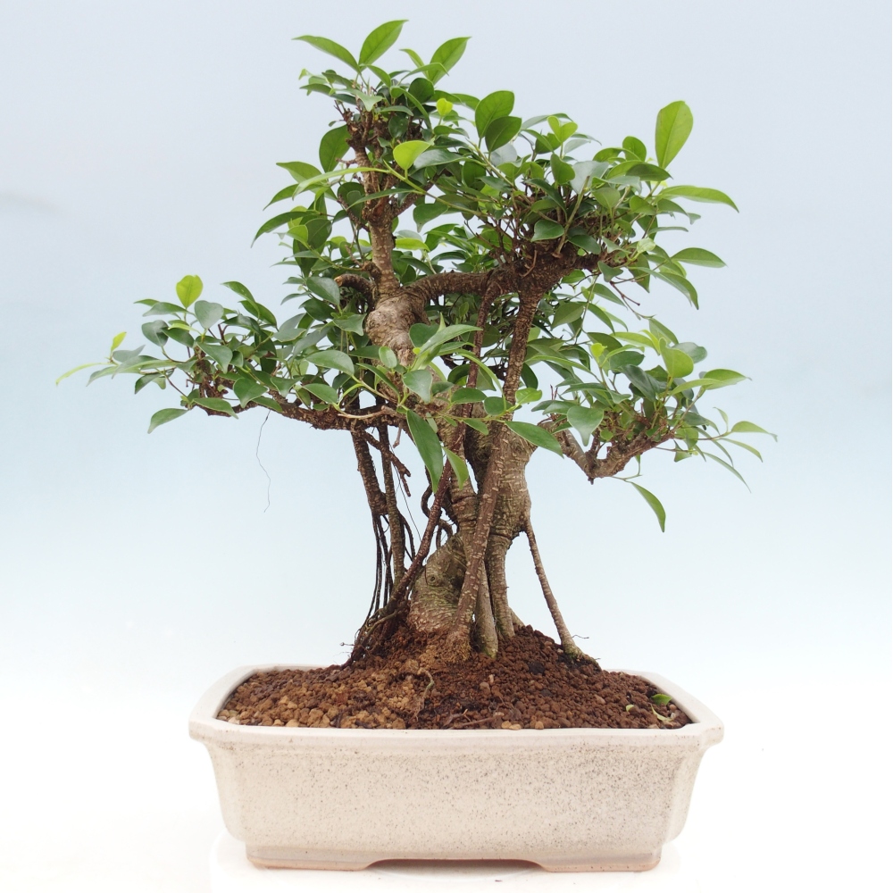 Pokojová bonsai - Ficus retusa -  malolistý fíkus