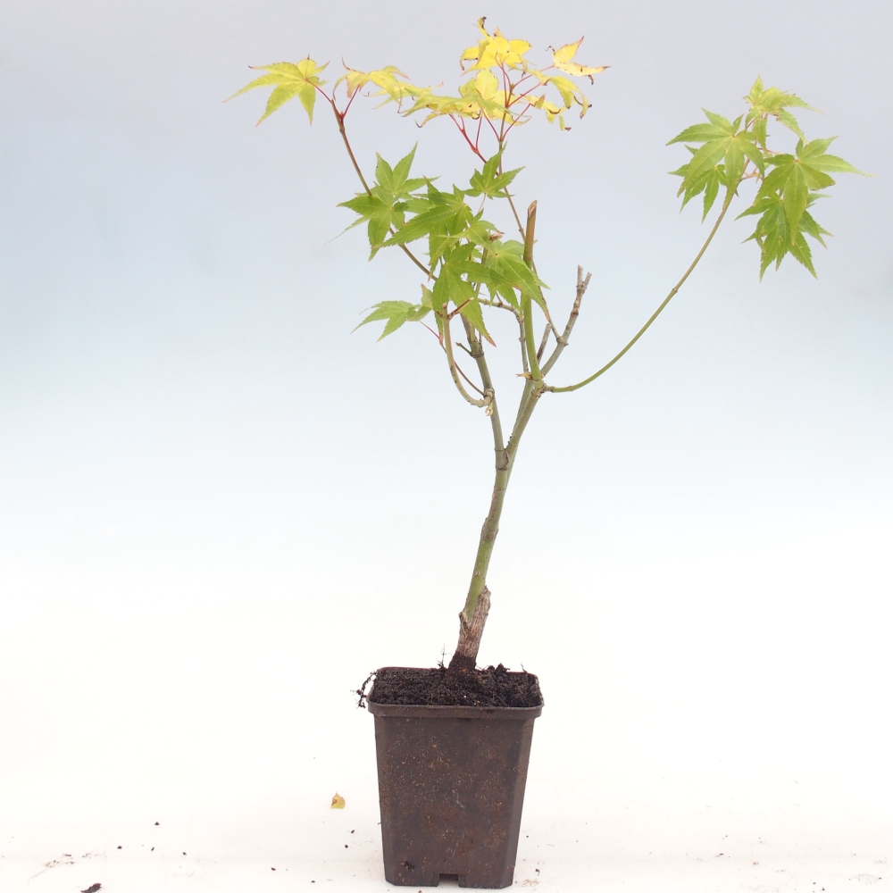 Venkovní bonsai -Javor dlanitolistý zlatý - Acer palmatum Aureum v kontejneru