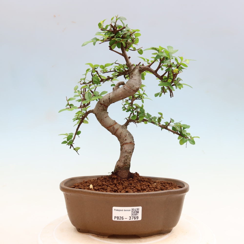 Pokojová bonsai - Ulmus parvifolia - Malolistý jilm