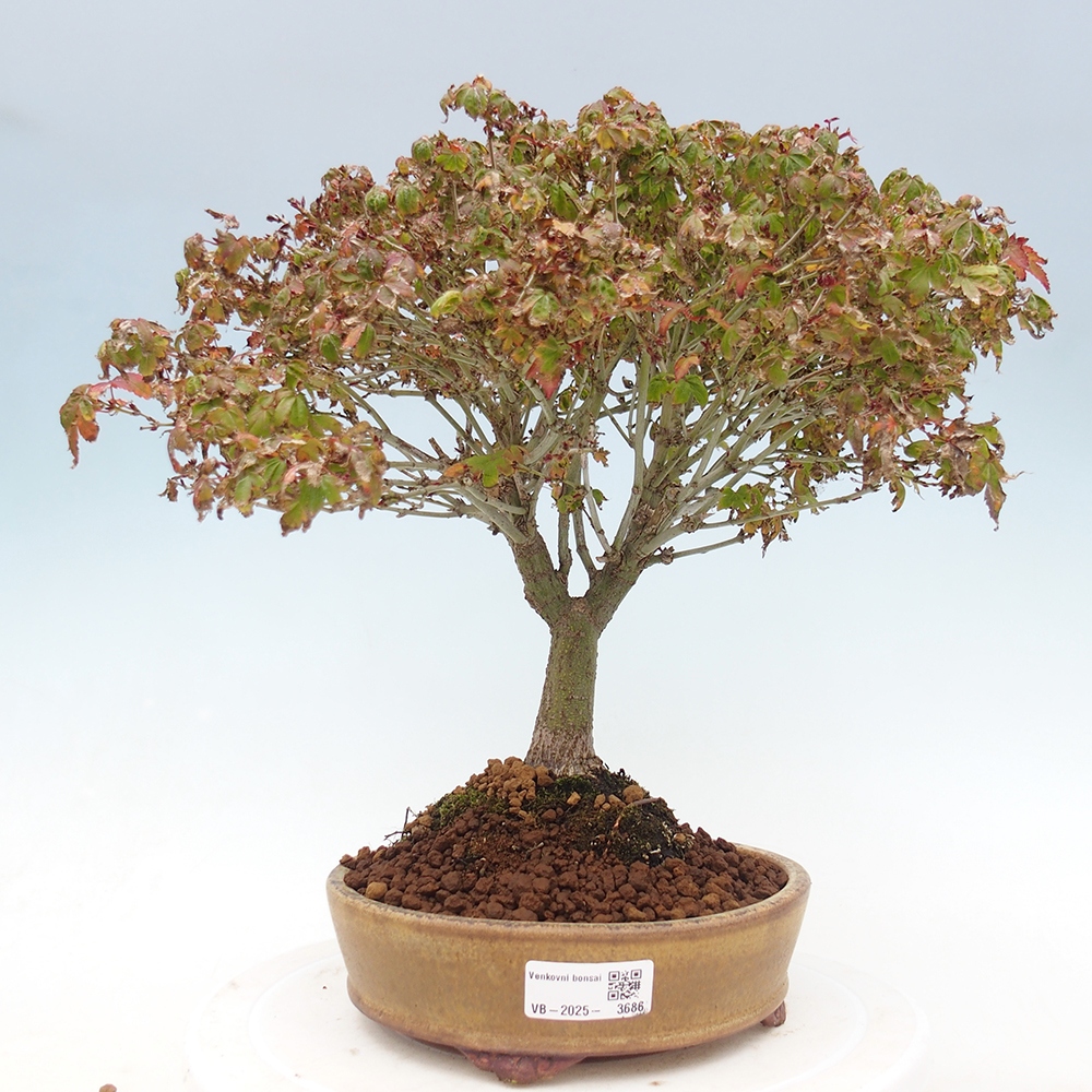 Acer palmatum KIOHIME - Javor dlanitolistý