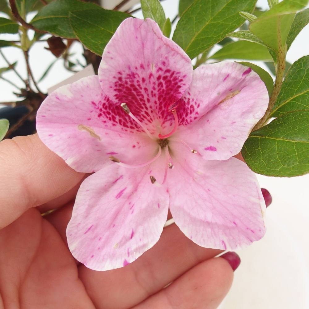 Venkovní bonsai - Japonská azalka - Azalea Kaminojamakirin