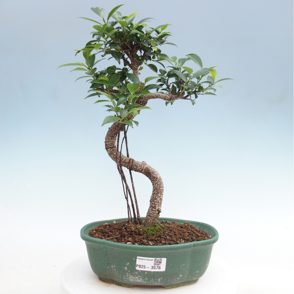 Pokojová bonsai - Ficus retusa -  malolistý fíkus