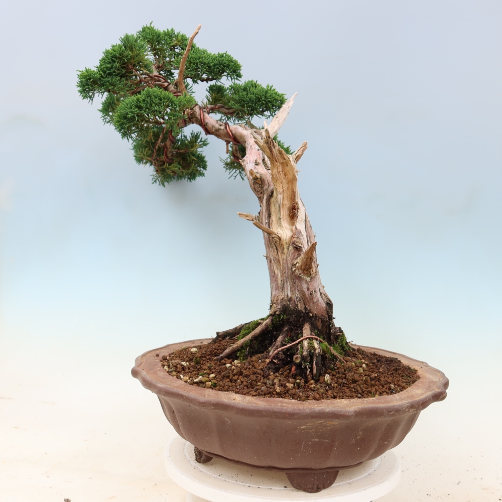 Venkovní bonsai - Juniperus chinensis Kishu -Jalovec čínský