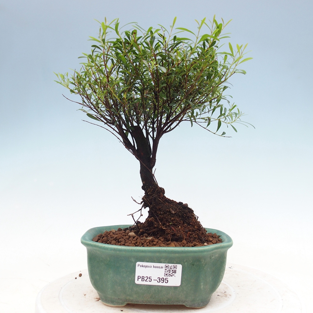 Pokojová bonsai - Syzygium - Pimentovník