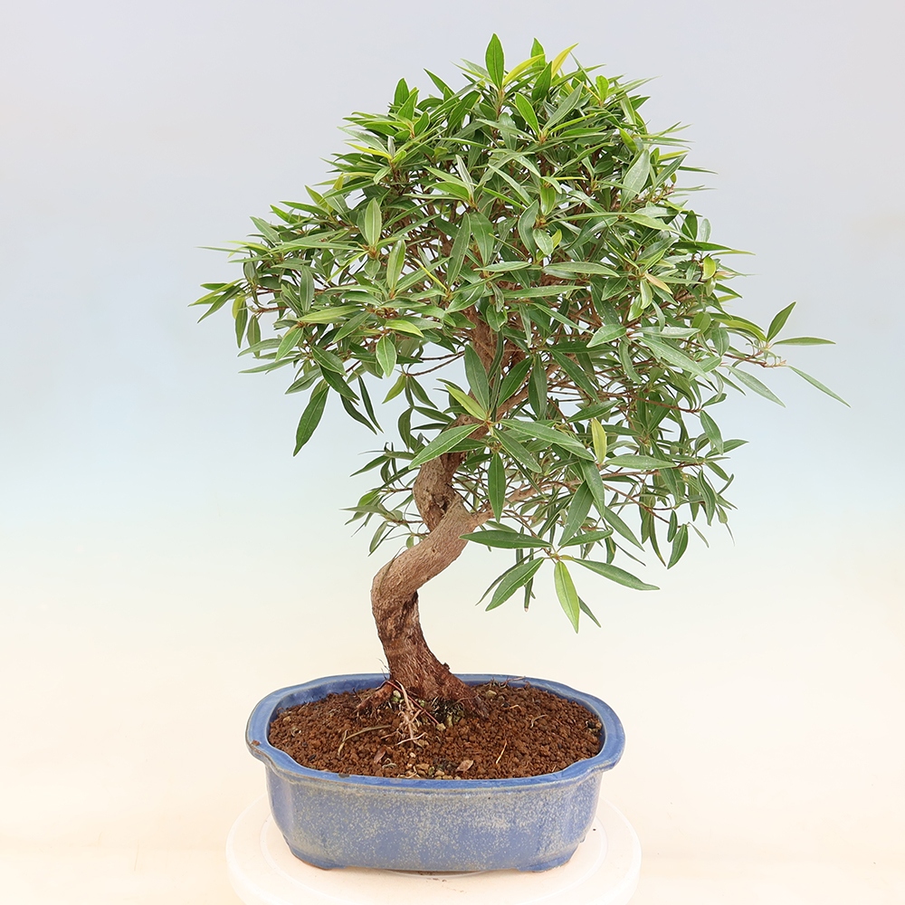 Pokojová bonsai - Ficus nerifolia -  malolistý fíkus
