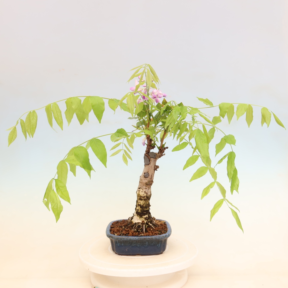 Venkovní bonsai - Vistarie květnatá - Wisteria floribunda