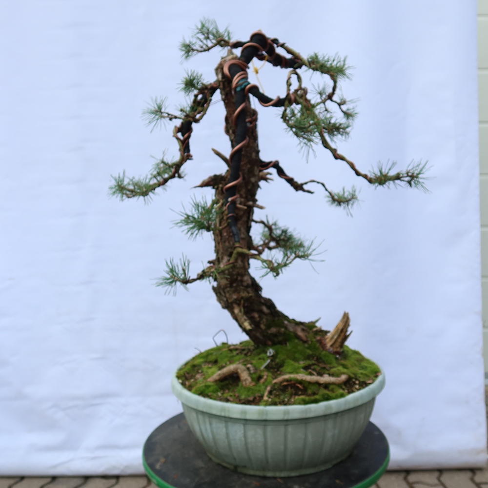 Pinus sylvestris Španělsko - borovice lesní