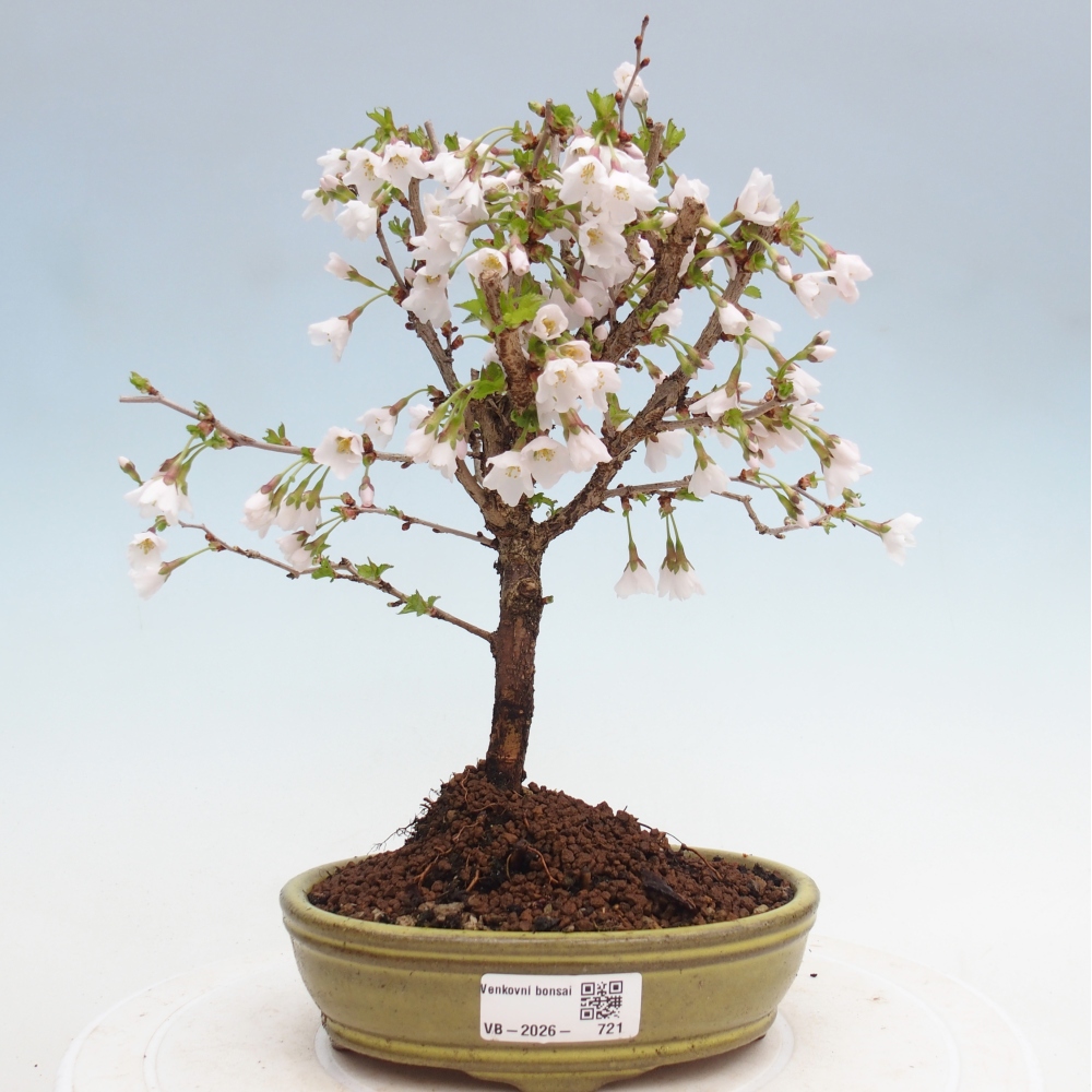 Venkovní bonsai - Prunus incisa Kojou-no mai-Slivoň vyříznutá
