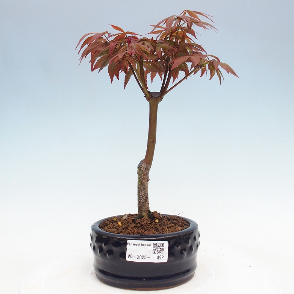 Venkovní bonsai - Acer palm. Atropurpureum-Javor dlanitolistý