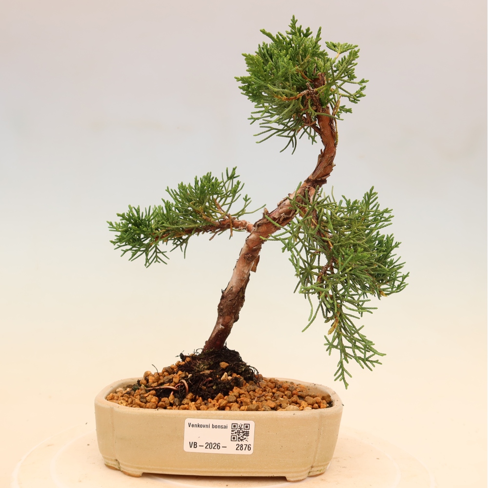 Venkovní bonsai - Juniperus chinensis Kishu -Jalovec čínský