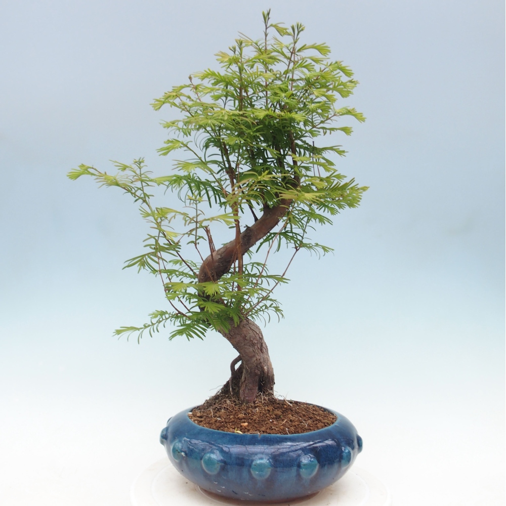 Venkovní bonsai - Metasequoia glyptostroboides - Metasekvoje čínská
