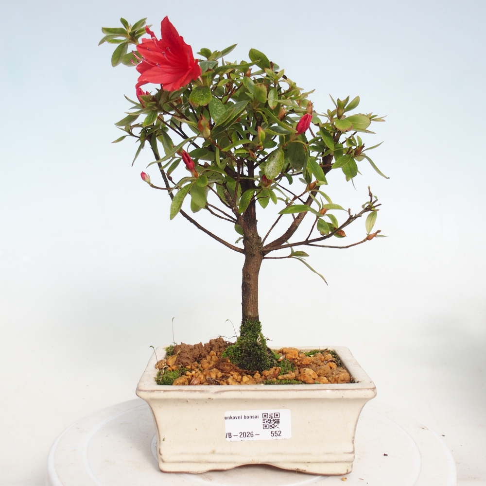 Venkovní bonsai - Japonská azalka - Azalea sp.
