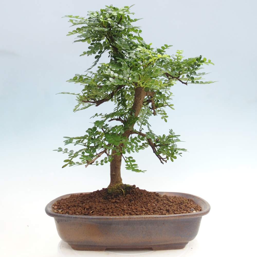 Pokojová bonsai - Zantoxylum piperitum - pepřovník