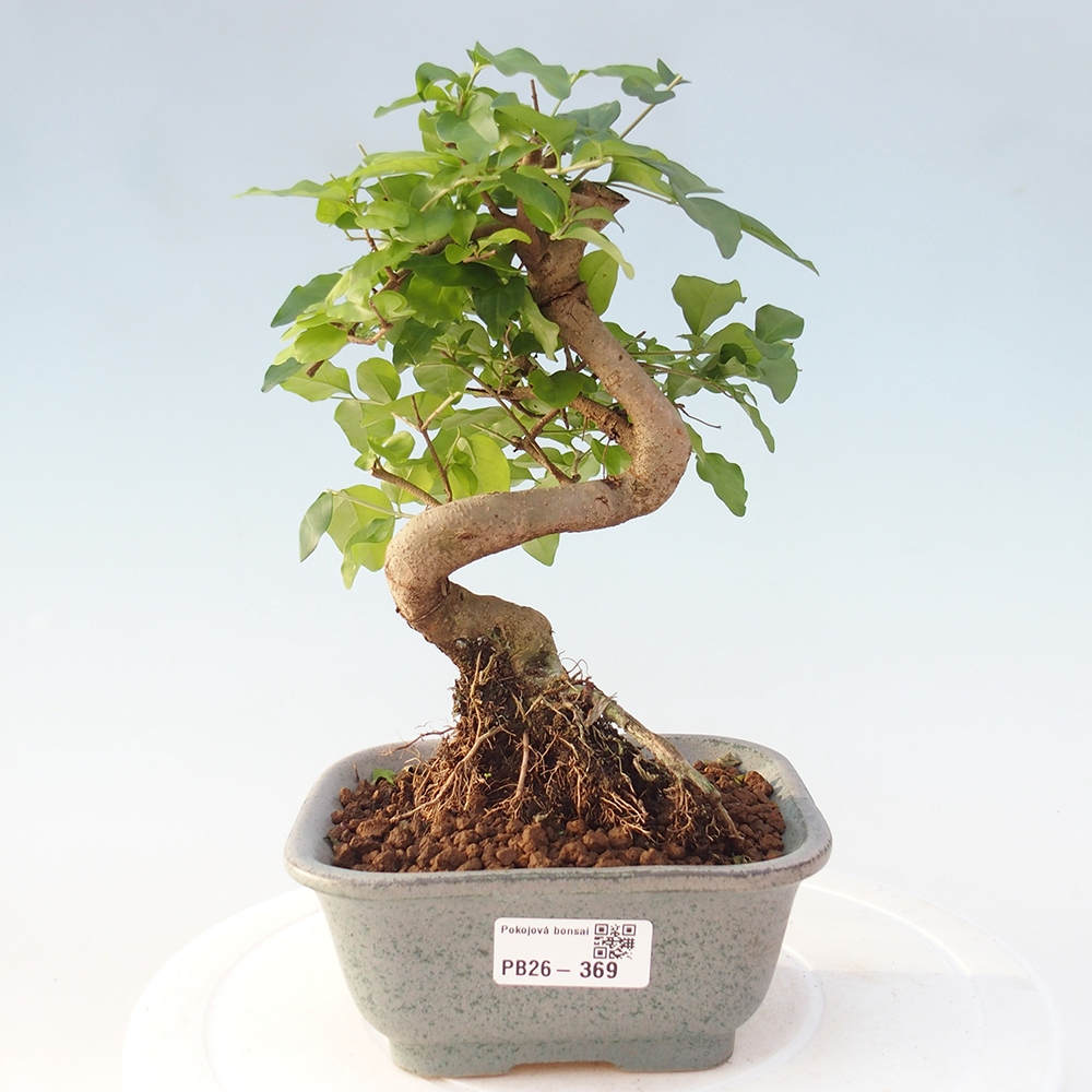 Pokojová bonsai -Ligustrum chinensis - Ptačí zob