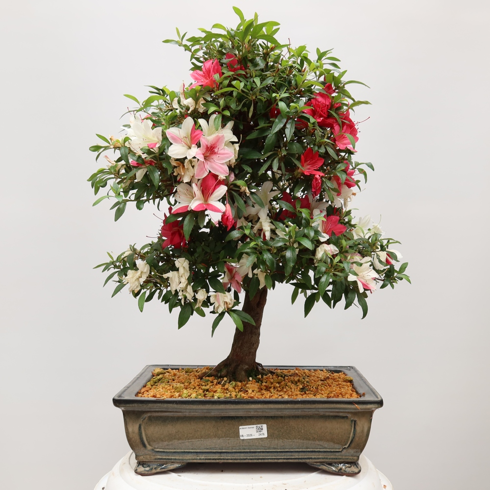Venkovní bonsai - Japonská azalka - Azalea satsuki
